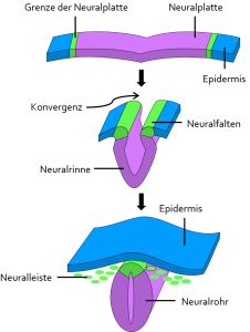 Entwicklung der Neuralplatte